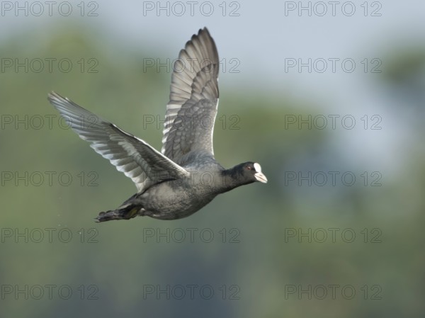 Eurasian Coot (Fulica atra) flying, West Bengal, India