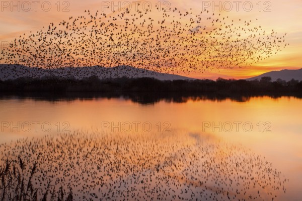 Spotless Starling (Sturnus unicolor), flock in flight over marsh, Galicia, Spain