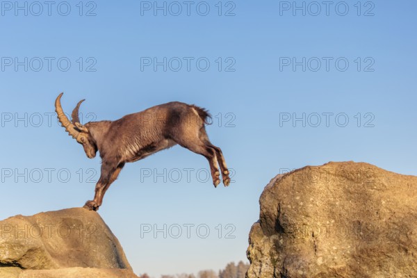 A male ibex (Capra ibex) leaps from rock to rock in the warm evening light. A blue sky can be seen in the background. Carinthia, Austria