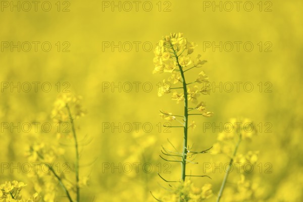 Close-up of bright yellow rape flowers against a blurred yellow background, Baden-Württemberg, Germany