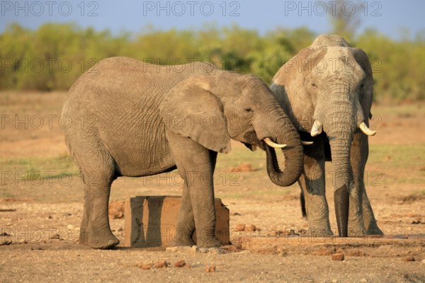 African elephant (Loxodonta africana), adult, two, drinking, waterhole, Kruger, Kruger National Park, South Africa