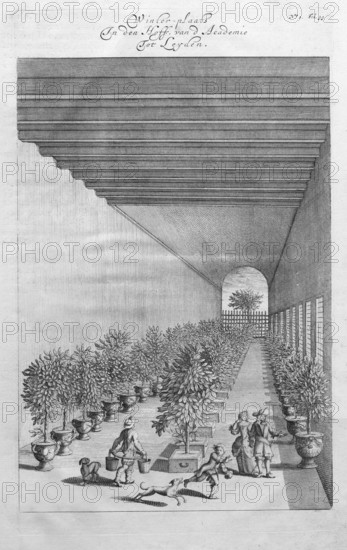 Growing, cultivating and overwintering citrus fruits, copperplate engraving from Nederlantze Hesperides by Jan Commelin, Dutch botanist, Amsterdam 1676