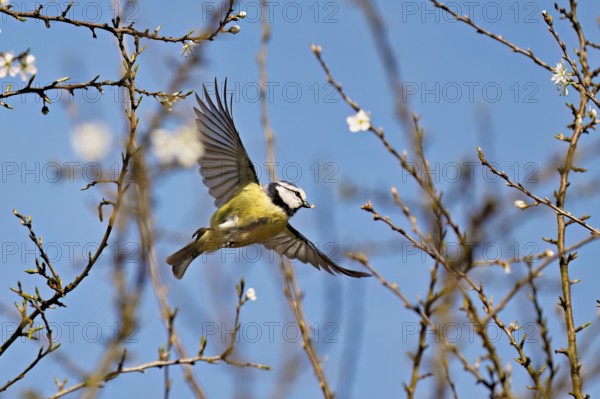 Blue tit (Parus caeruleus), in flight, Flachsee nature reserve, Freiamt, Canton Aargau, Switzerland