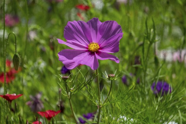 Colourful flower meadow, Münsterland, North Rhine-Westphalia, Germany