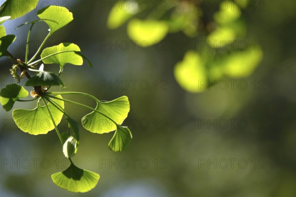 Ginkgo (Ginkgo biloba), spring, Germany
