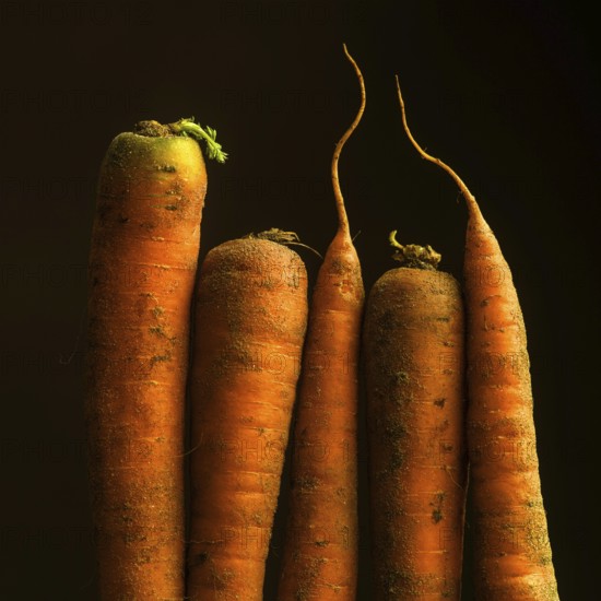 Five vibrant orange carrots, with earthy textures, are displayed together. The organic shapes showcase their freshness, highlighting their natural roots and greens against a soft background