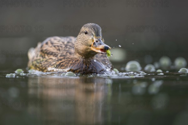 Nibbling fun... Mallard (Anas platyrhynchos), most common native duck, duck species, female takes food at the water surface, low shooting perspective ensures eye-level encounter, funny picture, native nature, Lower Rhine, Rhineland, North Rhine-Westphalia, Germany, Western Europe