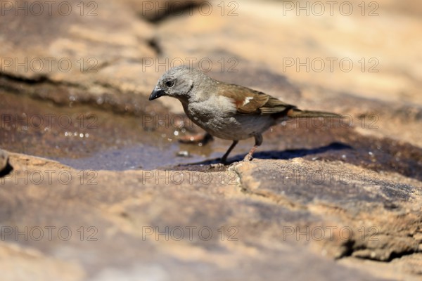 Damara Sparrow (Passer diffusus), adult, at the water's edge, Mountain Zebra National Park, Eastern Cape, South Africa