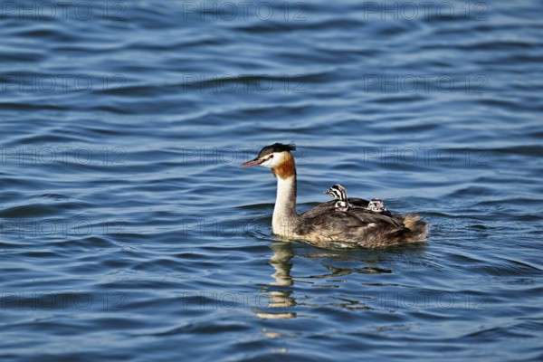 Great Crested Grebe (Podiceps Scalloped ribbonfish), with three chicks in plumage swimming in the water, Lake Zug, Canton Zug, Switzerland