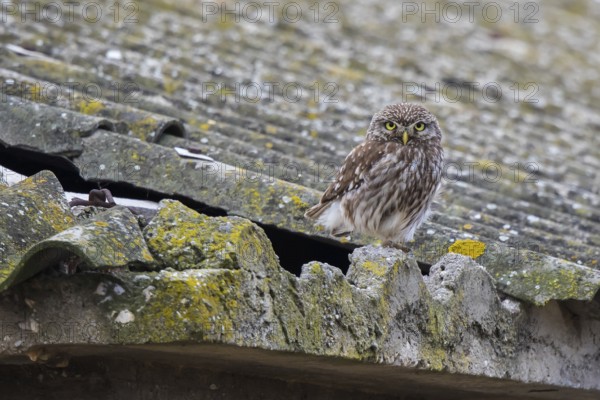 Little Owl (Athene noctua) perched on a roof, Lesvos, Greece