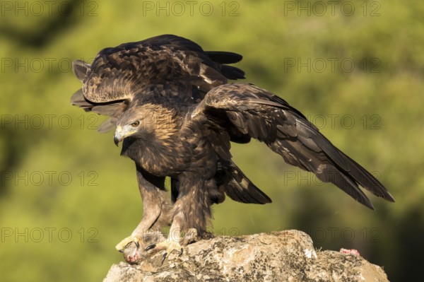 Golden Eagle (Aquila chrysaetos) male, Andalusia, Spain