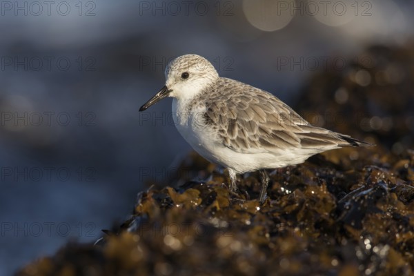 Sanderling (Calidris alba), Fuerteventura, Spain