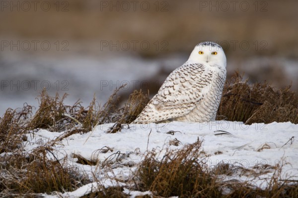 Snowy Owl (Bubo scandiacus) juvenile, British Columbia, Canada