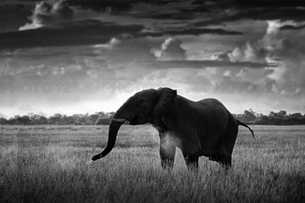 Black and white art photo. African safari. Elephant in the grass. Wildlife scene from nature, elephant in the habitat, Moremi, Okavango delta, Botswana, Africa. Green wet season, storm dark sky