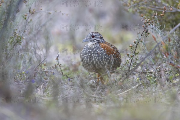 Painted Buttonquail (Turnix varius) female perched on the ground, Victoria, Australia