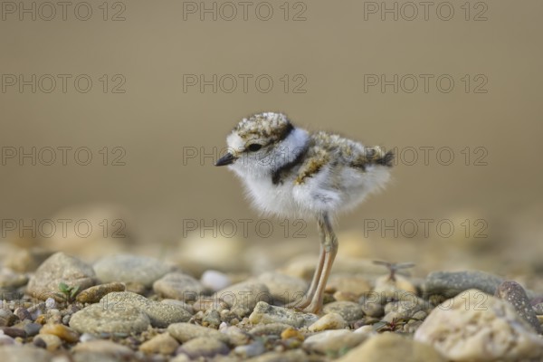 Little Ringed Plover (Charadrius dubius) chick, North Rhine-Westphalia, Germany