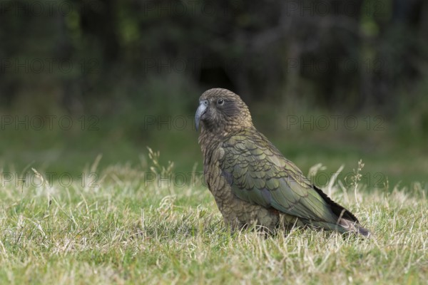 Kea (Nestor notabilis), South Island, New Zealand