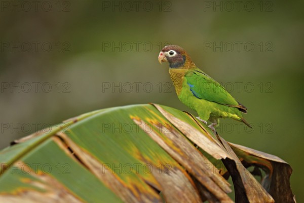 Detail of parrot head. Brown-hooded Parrot, portrait of light green parrot with brown head on palm tree. Detail close-up portrait of bird from Central America. Wildlife scene from tropical nature