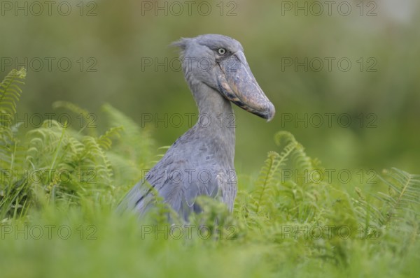 Shoebill (Balaeniceps rex), Uganda