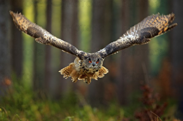 Flying Eurasian Eagle Owl with open wings, action wildlife scene from nature, Germany. Dark forest with bird. Owl in forest habitat, tree stump. Bird in the forest habitat