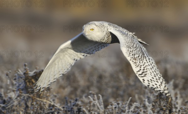 Snowy Owl (Bubo scandiacus) flying, British Columbia, Canada