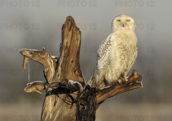 Snowy Owl (Bubo scandiacus), British Columbia, Canada