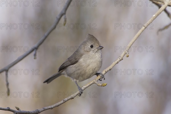 Oak Titmouse (Baeolophus inornatus), California, USA