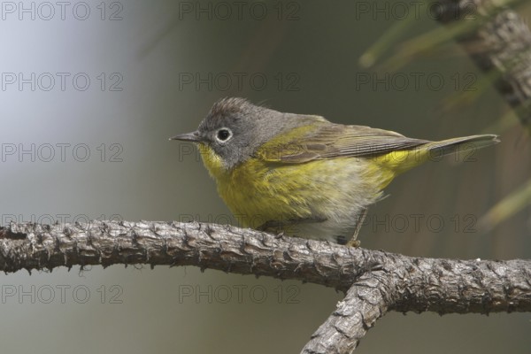 Nashville Warbler (Leiothlypis ruficapilla), British Columbia, Canada