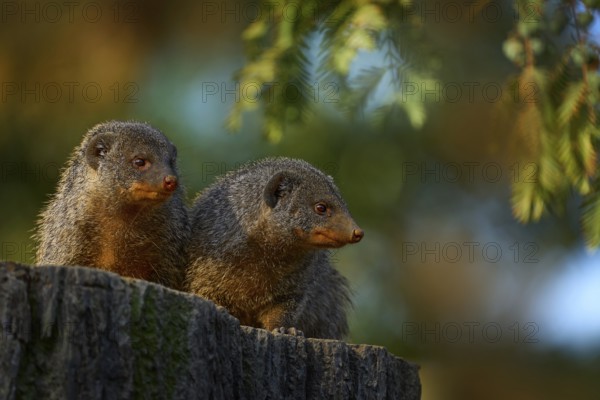 Banded mongoose, Mungos mungo, sitting tree trunk green vegetation. Wildlife from Africa. Cute mammal with long tail, Okavango delta, Botswana in Africa. Cute mongoose in nature