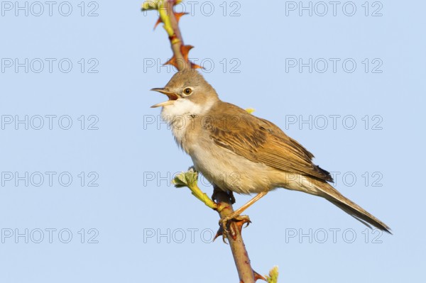 Common Whitethroat (Sylvia communis) singing, Baden-Wuerttemberg, Germany