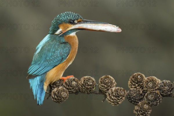 Common Kingfisher (Alcedo atthis) female perched on a branch with a fish in its beak, Lower Saxony, Germany