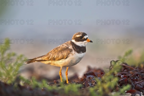 Common Ringed Plover (Charadrius hiaticula), Schleswig-Holstein, Germany