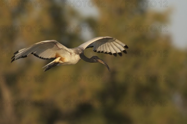African Sacred Ibis (Threskiornis aethiopicus) flying, Camarque, France