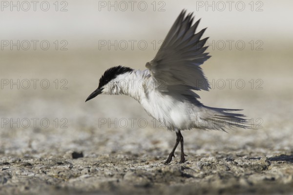 Gull-billed Tern (Gelochelidon nilotica), Castile-La Mancha, Spain