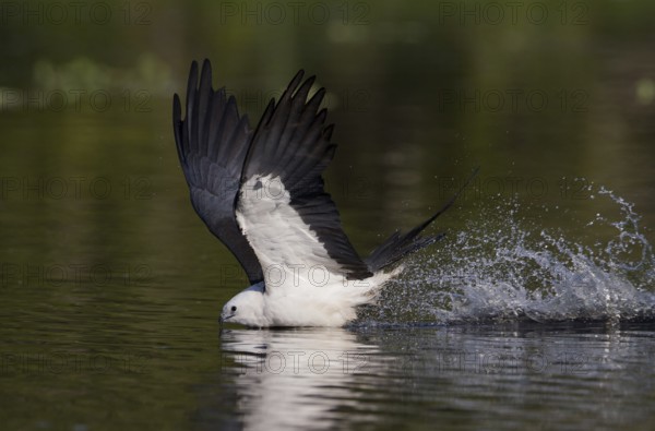 Swallow-tailed Kite (Elanoides forficatus) flying, Florida, USA