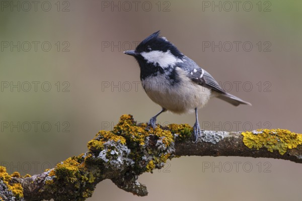 Coal Tit (Periparus ater), Carinthia, Austria