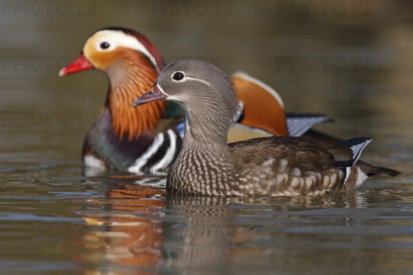 Mandarin Duck (Aix galericulata), Baden-Wuerttemberg, Germany