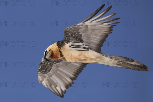 Bearded Vulture (Gypaetus barbatus) flying, Valais, Switzerland