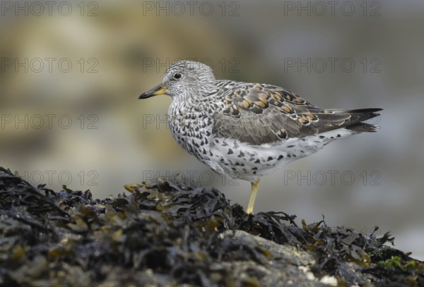Surfbird (Calidris virgata), British Columbia, Canada