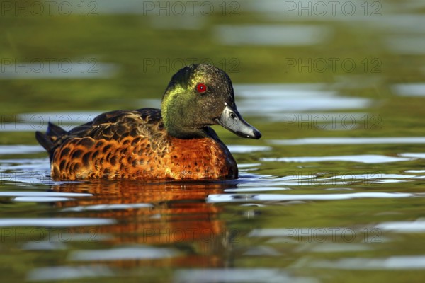 Chestnut Teal (Anas castanea), Victoria, Australia