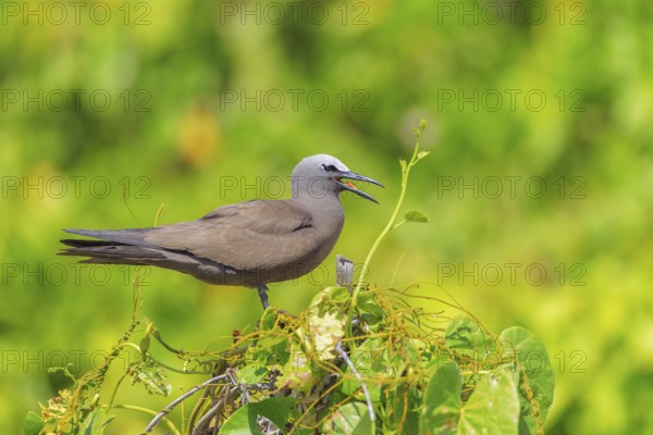 Brown Noddy (Anous stolidus) calling, Bird Island, Seychelles