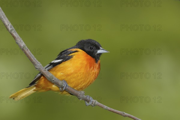 Baltimore Oriole (Icterus galbula) male, Ohio, USA