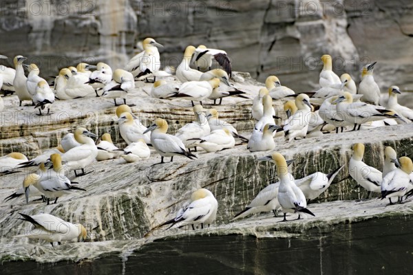 Gannets gather as a colony on a rock, boat tour, Noss, Shetland Islands, Scotland, Great Britain