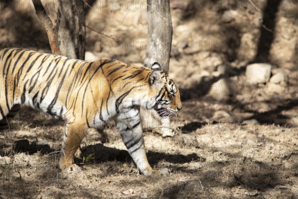 Bengal tiger or Indian tiger (Panthera tigris tigris) in the dry forest, Ranthambore National Park, Rajasthan, India