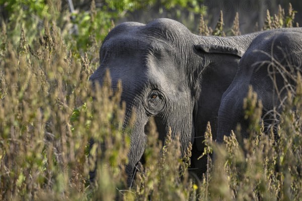 Indian elephant (Elephas maximus indicus), Corbett National Park, near Ramnagar, Uttarakhand State, India