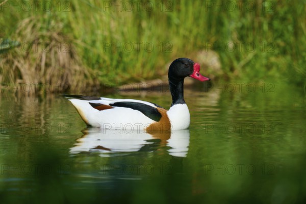A duck with a red beak swims calmly in green water, shelduck (Tadorna tadorna), spring, France
