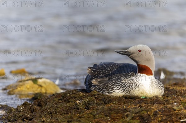 Red-throated diver (Gavia stellata) breeding on the nest, Aventdalen, Longyearbyen, Spitsbergen, Svalbard