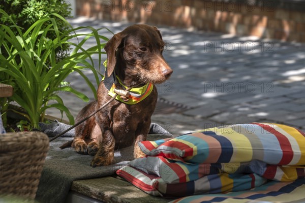 Dachshund (Canis lupus familiaris) waiting patiently on the lead, Bavaria, Germany