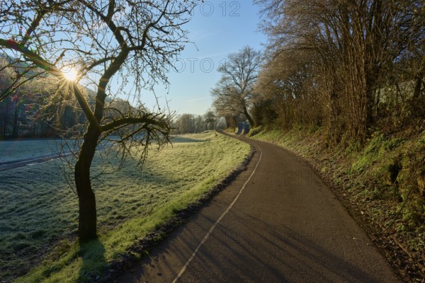 Lonely path lined with trees, illuminated by the low morning sun, Kirchzell, Amorbach, Odenwald, Bavaria, Germany