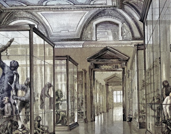 The Monkey Room, Room of the Monkeys, in the Natural History Museum in Vienna, Austria, illustration, published 1890, reproduction, digitally enhanced, historical